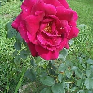 Meet your Posher, Jennie